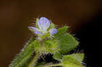 Ivyleaf speedwell